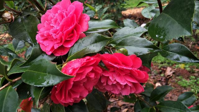 怎样养好茶花？（盆栽篇）
